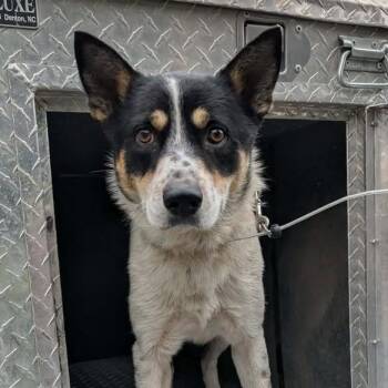 Australian Cattle Dog Blue Heeler Dogs Available for Adoption in Buchanan Dam, Texas - Bruno | PetCurious