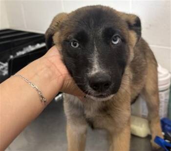 LUCY -  German Shepherd Dog Dog for Adoption in San Bernardino, California - LUCY | PetCurious