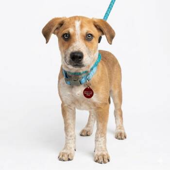 Mixed Breed Dogs Available for Adoption in Shakopee, Minnesota - Dickens | PetCurious