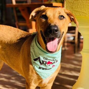 Hazel -  Mixed Breed Dog for Adoption in Sandwich, Massachusetts - Hazel | PetCurious