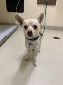 A199523 -  Chihuahua Dog for Adoption in Fremont, California - A199523 | PetCurious