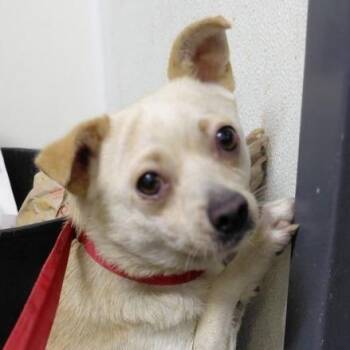 Cecilia -  Chihuahua and Mixed Breed Dog for Adoption in San Francisco, California - Cecilia | PetCurious