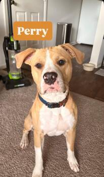 Perry -  American Bulldog Dog Available for Adoption in Manhattan, Kansas - Perry | PetCurious
