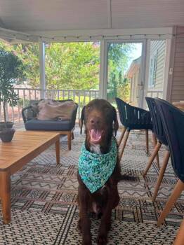Skipper -  Mixed Breed Dog for Adoption in Wayne, New Jersey - Skipper | PetCurious