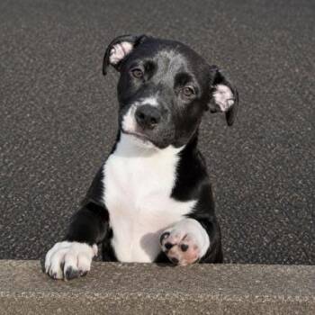 Rizzo -  Terrier and Mixed Breed Dog for Adoption in Gwinn, Michigan - Rizzo | PetCurious