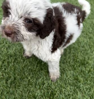 Gemma -  Goldendoodle and English Springer Spaniel Dog for Adoption - Gemma | PetCurious