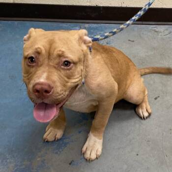 PEANUT -  Mixed Breed Dog for Adoption in Memphis, Tennessee - PEANUT | PetCurious