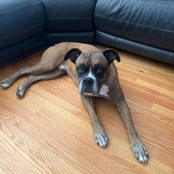 Miles -  Boxer Dog for Adoption in Woodinville, Washington - Miles | PetCurious