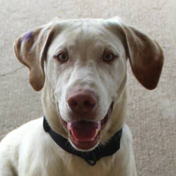 Tonto -  Yellow Labrador Retriever Dog for Adoption in Huron, South Dakota - Tonto | PetCurious