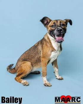 Rescue German Shepherd Dog and Black Mouth Cur Dogs for Adoption in Maryville, Tennessee - Bailey | PetCurious