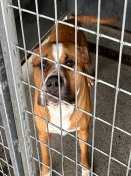 Pit Bull Terrier Dogs Available for Adoption in Woodland, California - GROOT | PetCurious