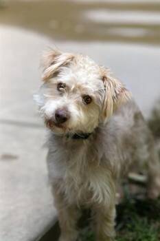 FOREST -  Wheaten Terrier and Poodle Dog for Adoption in Belleville, Illinois - FOREST | PetCurious