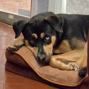 Blue -  Catahoula Leopard Dog and Rottweiler Dog for Adoption in Houston, Texas - Blue | PetCurious