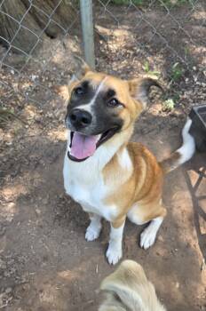 Rescue Australian Shepherd and Labrador Retriever Dogs for Adoption in Gilmer, Texas - Serabi | PetCurious