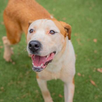 Baby Cakes -  Terrier and Mixed Breed Dog for Adoption in Gainesville, Georgia - Baby Cakes | PetCurious