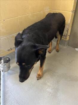FLORIN -  Rottweiler and German Shepherd Dog Dog for Adoption in Tulsa, Oklahoma - FLORIN | PetCurious