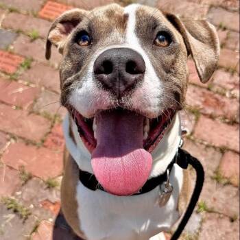 Cash -  Mixed Breed Dog for Adoption in Kennebunk, Maine - Cash | PetCurious