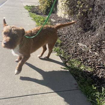 Sweetheart -  Wire Fox Terrier and Wirehaired Dachshund Dog for Adoption in St. Augustine, Florida - Sweetheart | PetCurious