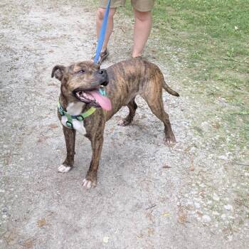 Thor -  Pit Bull Terrier and Boxer Dog for Adoption in Northville, Michigan - Thor | PetCurious