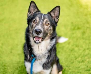 DWAYNE -  Siberian Husky and German Shepherd Dog Dog for Adoption in San Jose, California - DWAYNE | PetCurious