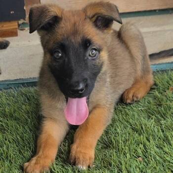 Cameo DD -  Belgian Shepherd Malinois and German Shepherd Dog Dog for Adoption in Austin, Texas - Cameo DD | PetCurious