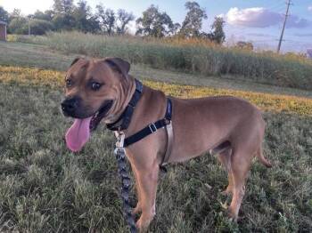 Bunuelo -  Mixed Breed and Mastiff Dog for Adoption in Austin, Texas - Bunuelo | PetCurious