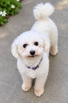 Suki -  Bichon Frise Dog for Adoption in Buffalo, New York - Suki | PetCurious
