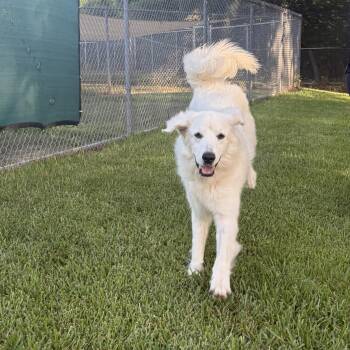 Snowball -  Great Pyrenees Dog for Adoption in Angleton, Texas - Snowball | PetCurious