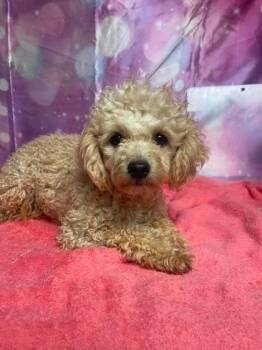 Marshmallow -  Poodle Dog for Adoption in Aurora, Colorado - Marshmallow | PetCurious