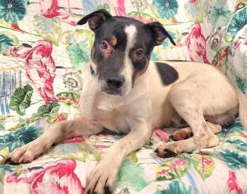 OGGIE -  Pit Bull Terrier and Mixed Breed Dog for Adoption in Brunswick, Georgia - OGGIE | PetCurious
