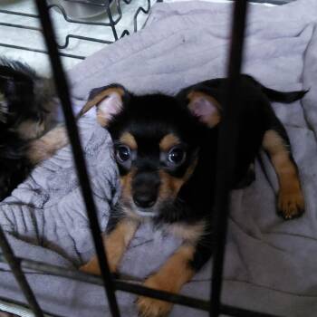 Max -  Chihuahua and Yorkshire Terrier Dog for Adoption in Webster, Texas - Max | PetCurious