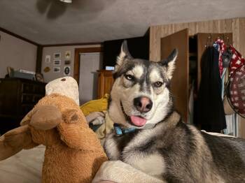 Blue - one sweet pup, endless happy tails -  Husky Dog for Adoption in Oriskany, New York - Blue - One Sweet Pup, Endless Happy Tails | PetCurious
