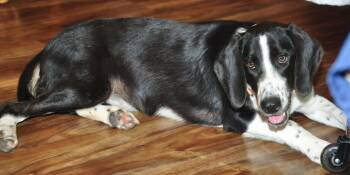 Mama -  Border Collie Dog for Adoption in Crocker, Missouri - Mama | PetCurious