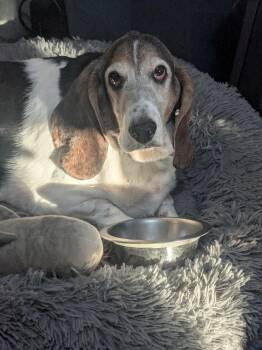 Butters -  Basset Hound Dog for Adoption in Auburndale, Florida - Butters | PetCurious