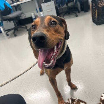 Rescue Mixed Breed Dogs for Adoption in New York, New York - Myla | PetCurious