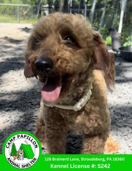 Poodle Dogs Available for Adoption in Stroudsburg, Pennsylvania - Reba | PetCurious
