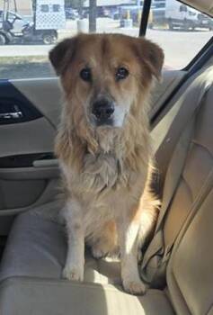 FLUFFY -  Chow Chow Dog for Adoption in San Antonio, Texas - FLUFFY | PetCurious