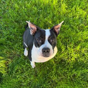 Rescue Pit Bull Terrier Dogs for Adoption in Fresno, California - Molly | PetCurious