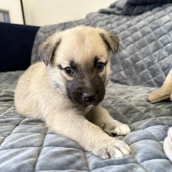 German Shepherd Dog Dogs Available for Adoption in Pleasant Hill, California - Yamaha | PetCurious