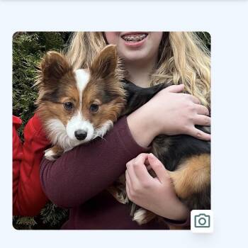 Shetland Sheepdog Sheltie and Australian Shepherd Dogs Available for Adoption in Triana, Alabama - Penny Lane | PetCurious