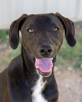 Rescue Mixed Breed Dogs for Adoption in Leander, Texas - Caleb | PetCurious