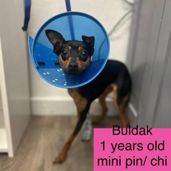 Buldak -  Miniature Pinscher and Chihuahua Dog for Adoption in Tampa, Florida - Buldak | PetCurious