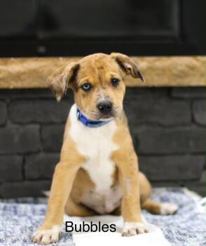 Bubbles -  Mixed Breed Dog for Adoption in Mobile, Alabama - Bubbles | PetCurious