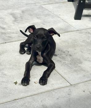 Liberty -  Pit Bull Terrier and Hound Dog for Adoption in Greenlawn, New York - Liberty | PetCurious