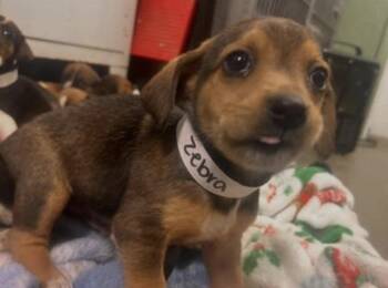 Jack Russell Terrier Dogs Available for Adoption - Zebra | PetCurious