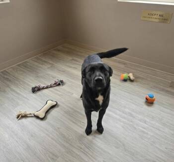 Nellie -  Shepherd Dog for Adoption in Monroe, Louisiana - Nellie | PetCurious