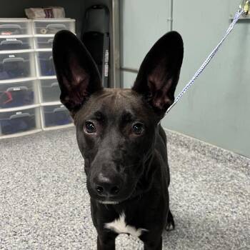 Belgian Shepherd Malinois Dogs Available for Adoption - Bugs Bunny | PetCurious