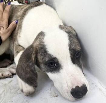 A658207 -  Catahoula Leopard Dog and Saint Bernard Dog for Adoption in Houston, Texas - A658207 | PetCurious