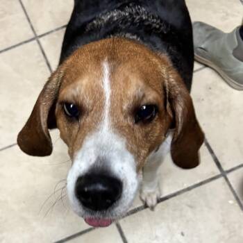 Mikey -  Beagle Dog for Adoption in Newport, North Carolina - Mikey | PetCurious