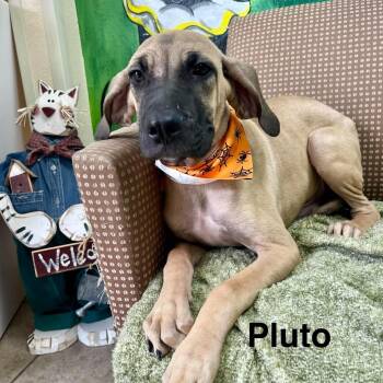 Pluto -  Cane Corso and Mixed Breed Dog for Adoption in Blairstown, New Jersey - Pluto | PetCurious
